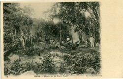 Seychelles Seychelles: Postcard titled ‘Mahe – Route de la Foret ...