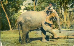 CeylonCeylon: 1911 postcard titled ‘Elephant at Work’ to Scotland ...