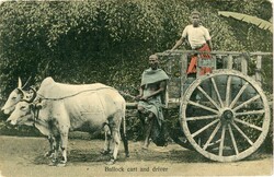 Malaysia & States Malaysia: Unused postcard titled ‘Bullock cart ...