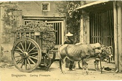 SingaporeSingapore: 1911 dated postcard titled ‘Carting ...