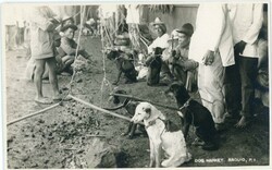 Postcards Philippines: Unused photo postcard titled ‘Dog Market ...