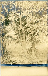 Marshall Islands Marshall Islands: Unused photo postcard of native. ...