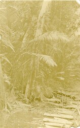 Marshall Islands Marshall Islands: Unused photo postcard. (H13278)