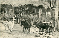 Nigeria - Lagos Nigeria: 1909 postcard titled ‘Futani cattle, ...