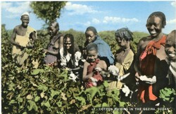Sudan Sudan: Unused postcard titled ‘Cotton Picking in the ...