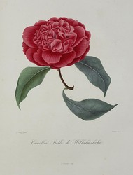 40.10.100: Bücher - Autografen, Bücher, Naturwissenschaften und Technik