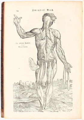 Vesalius/Leveling, Anatomische Erklärung