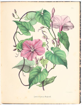 Berg/Schmidt, Borussica. 4 Bde.