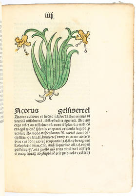 Herbarius Pataviae
