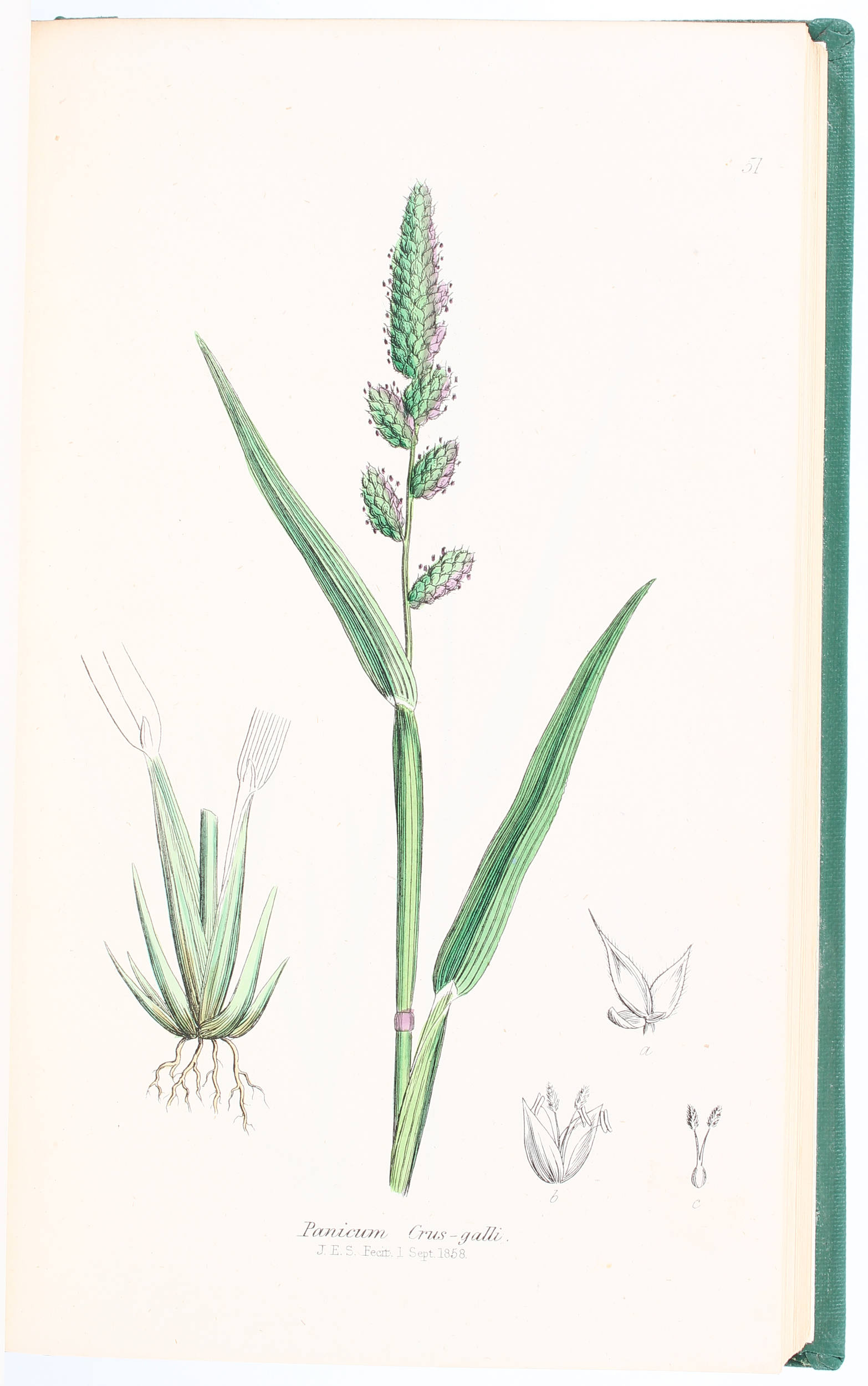 Johnson/Sowerby, Grasses of Great Britain