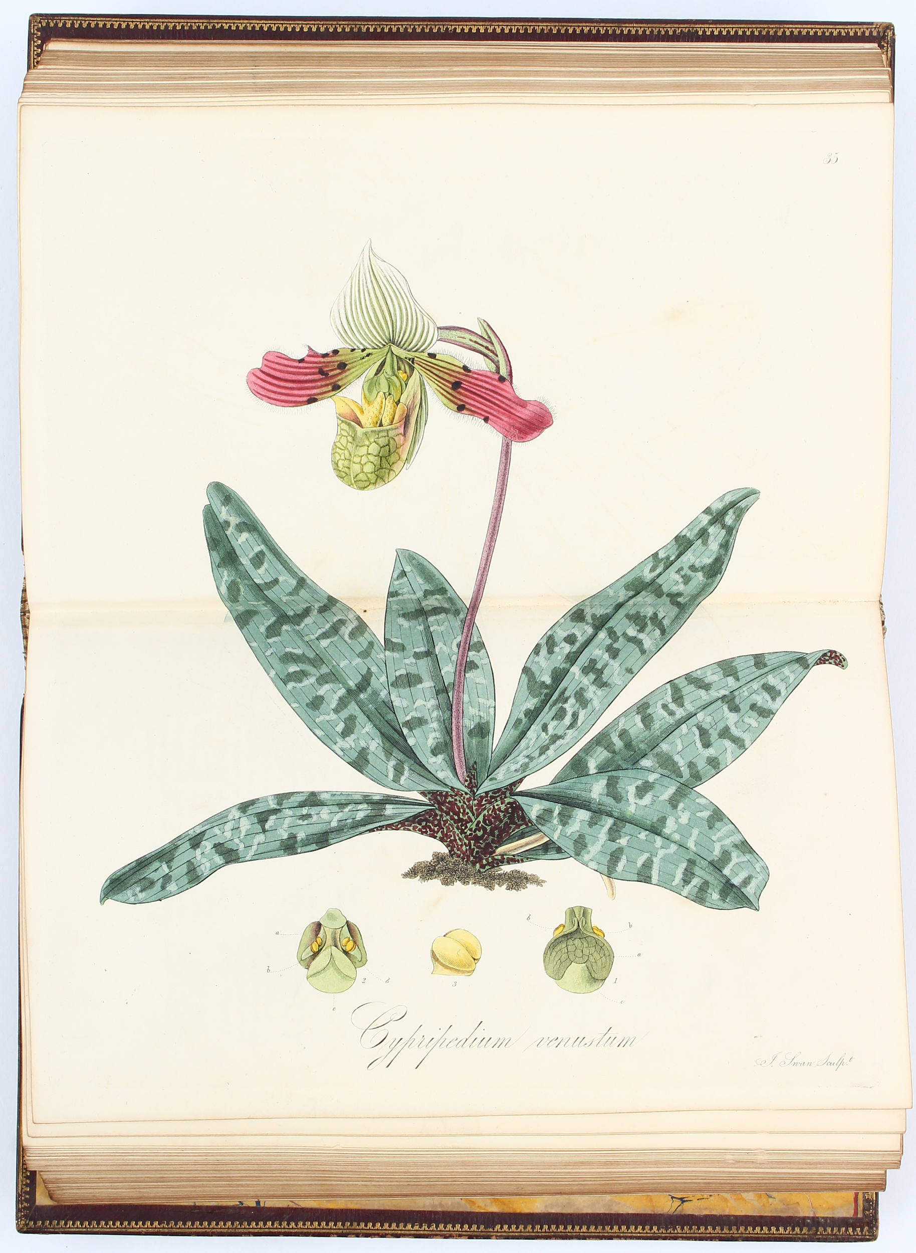 Hooker, Exotic flora. 3 Bde.