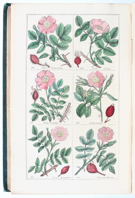 Deakin, Florigraphia Britannica. 4 Bde.