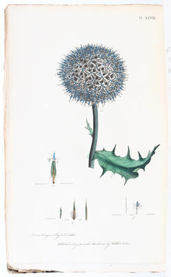 Martyn, Thirty-eight plates