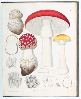 Brandt, Giftgewächse. 2 Bde.