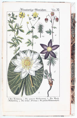 Hochstetter, Populäre Botanik