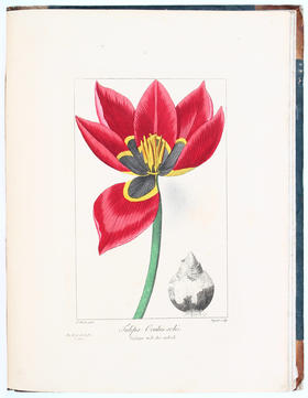 Bessa, Flore 4 in 2 Bdn.
