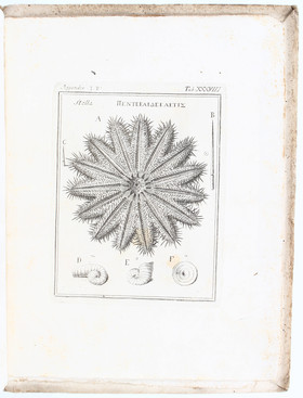 Colonna, Phytobasanos