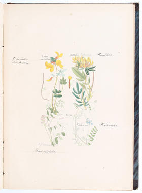 Loebe, Futterkräuter