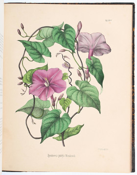 Berg/Schmidt, Pflanzen. 4 Bde.