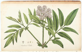 Curtis, Flora Londinensis. 2 Bde.