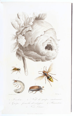 L'insectologie agricole. 3 Bde.