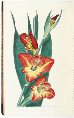 Edwards, Botanical Register. 4 Bde.