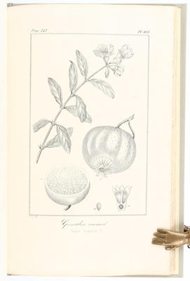 Duchesne, Atlas des plantes utiles