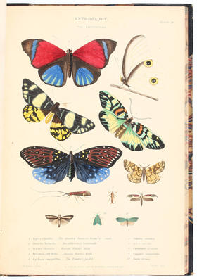 Richardson, Museum of Natural History. 2 Bde.