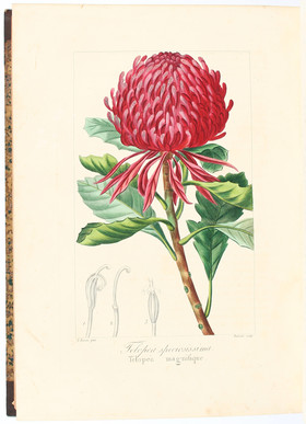 Drapiez, Herbier de fleurs. 8 Bde.