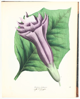 Berge/Riecke, Giftpflanzen-Buch