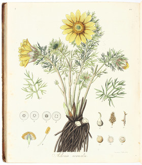 Dreves/Hayne, Botan. Bilderbuch. 4 Bde.