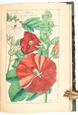 Dietrich, Deutschlands Flora