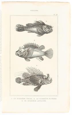 Lacépède, Oeuvres. 3 Bde.