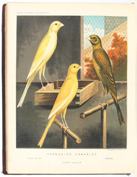 Blakston, Book of canaries