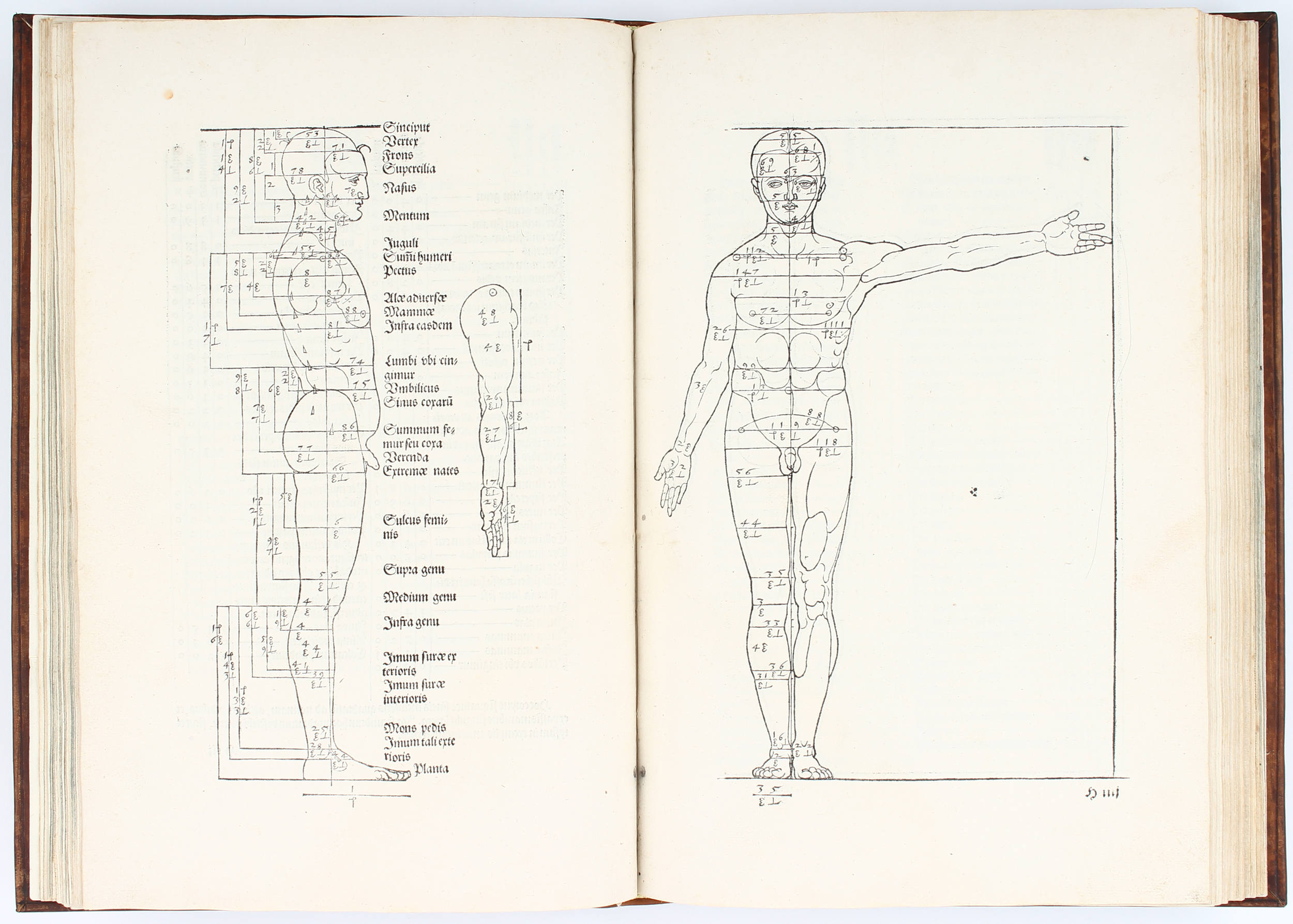 Dürer, Symmetria & Varietate