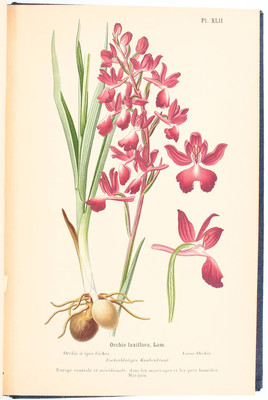 Correvon, Album des orchidées