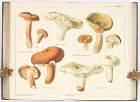 Hahn, Pilz-Sammler. 2. A.