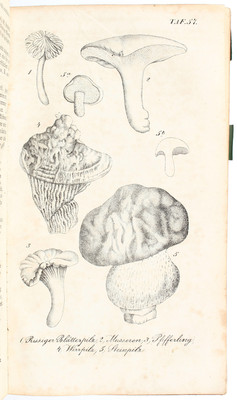 Schilling, Handbuch der Botanik