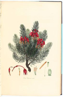 Andrews, Heaths. 2 Bde.