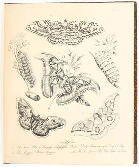 Brodtmann, Naturhistorische Bilder-Gallerie