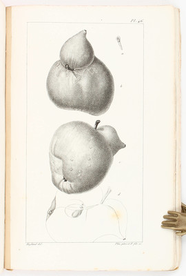 Candolle, Organographie vegetale. 2 Bde.