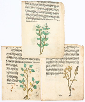 Gart der Gesundheit. Schönsperger. 3 Bll.