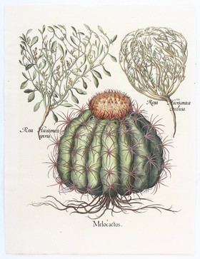 Besler, Melocactos