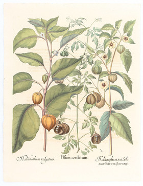 Besler, Pisum cordatum