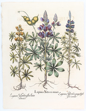 Besler, Lupinus Sativus maior