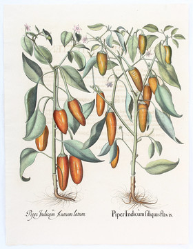 Besler, Piper Ind. siliquis flavis