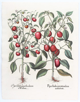 Besler, Piper Ind. rotundum aculeatum