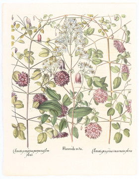 Besler, Flammula recta