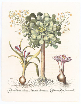 Besler, Sedum arborescens