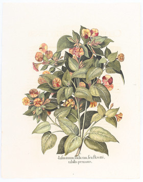 Besler, Iasminum Indicum, seu flos